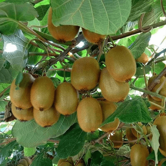 Des images de diff�rentes plantes